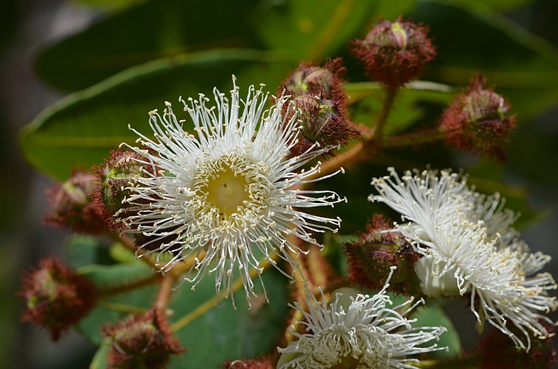 Цветет какой род. Акмена (Ангофора). Angophora cordifolia. Семейство миртовые. Миртовые плоды.