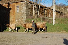 Vacas castanhas com chifres longos entrando em uma aldeia.