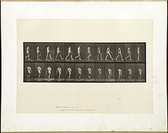Animal locomotion. Plate 560 (Boston Public Library).jpg