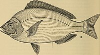 Spondyliosoma Emarginatum