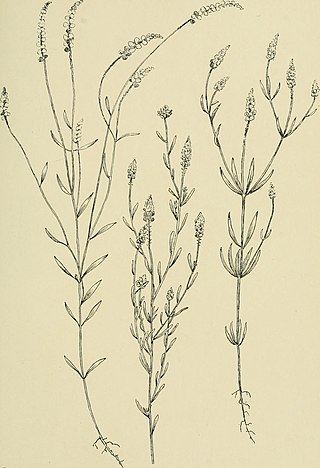 <i>Polygala nuttallii</i> Species of flowering plant