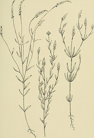 <i>Senega nuttallii</i> Species of flowering plant