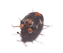 common carpet beetle (A. scrophulariae), probably male Anthrenus scrophulariae2.jpg