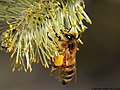 Apis mellifera Linnaeus, 1758