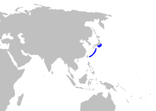 Japanese catshark Species of shark