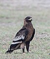 Aquila clanga from Tal Chapar Wildlife Sanctuary.jpg