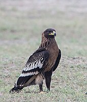 Lista Das Aves De Galicia