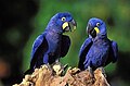Perroquets Aras bleus