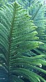 G4 Araucaria heterophylla (Norfolk Island Pine)