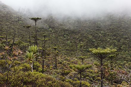 Araucaria humboldtensis growing in altitude shrubland, on the slopes of Mont Humboldt, New Caledonia Araucaria humboldtensis growing in altitude shrubland, on the slopes of Mont Humboldt, New Caledonia.jpg