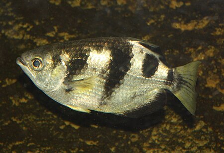 Tập_tin:ArcherFish01.jpg