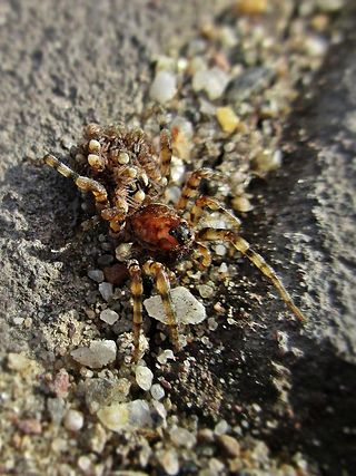 <i>Arctosa perita</i> Species of spider