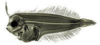   Arnoglossus laterna