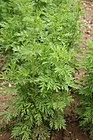 Artemisia annua - Botanischer Garten Mainz IMG 5638.JPG