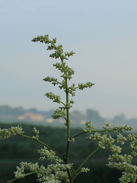 File:Artemisia lactiflora.JPG