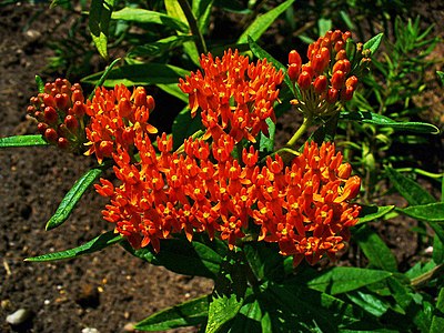 Asclepias tuberosa Inflorescences