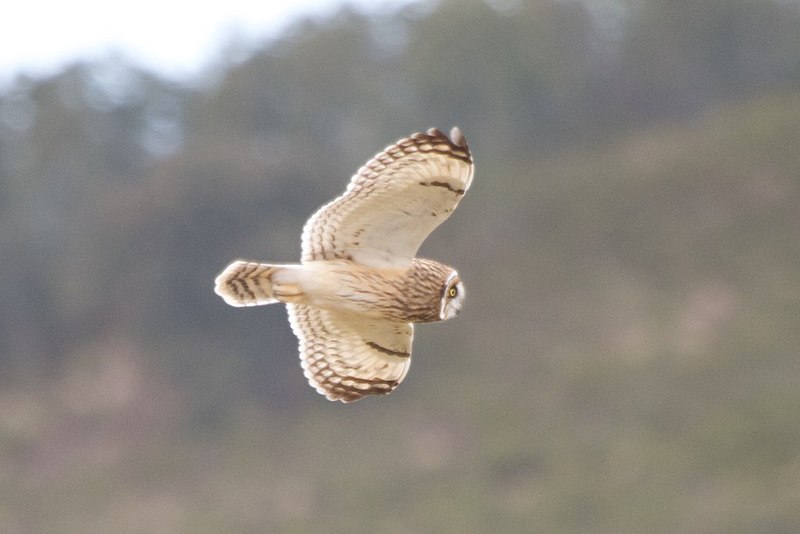 File:Asio flammeus -Hawaii -flying-8.jpg