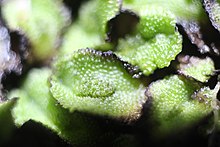 Macro image of male Asterella californica showing antheridia Asterella californica male plant.jpg