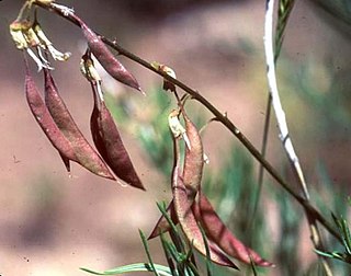 <i>Astragalus ripleyi</i> Species of legume