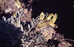 Vignette pour Astragalus cibarius