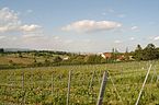 Weingärten mit Blick auf Perchtoldsdorf
