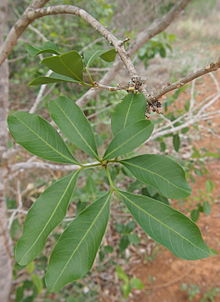 Atalaya calcicola foliage.jpg