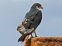 Augur Buzzard (Buteo augur) RWD.jpg