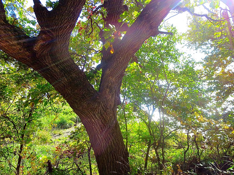 File:Autumn Afternoon - panoramio (3).jpg