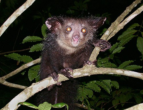 Ай ай описание. Ай-ай Морис. Aye-Aye (Daubentonia madagascariensis). Мадагаскарская руконожка Весник смерти. Обезьяна Мадагаскарская руконожка 6 букв.