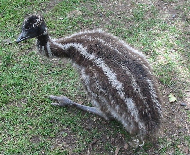 File:Baby Emu.jpg