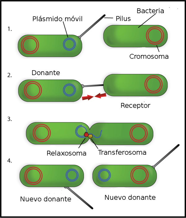 Конъюгация у бактерий схема