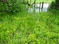 Thumbnail for File:Badgeworth buttercup marsh flowering 2012.jpg