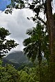 Français : Paysage depuis le jardin de Balata en Martinique.