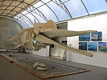 Պատկեր:Baltic_sperm_whale.jpg