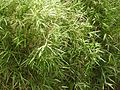 Bambusa heterostachya variegata-2-yelagiri-vellore-India.jpg