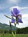 Iris, Sibirische Schwertlilie, von den Einheimischen "Fläadrmüs" (Fledermäuse) genannt