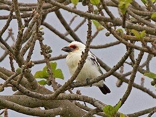 <span class="mw-page-title-main">Chaplin's barbet</span> Species of bird