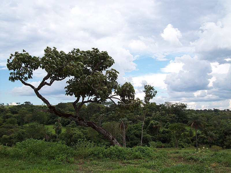 File:Barriguda (Árvore cerrado) - panoramio.jpg