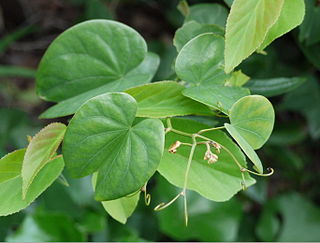 <i>Bauhinia japonica</i> species of plant