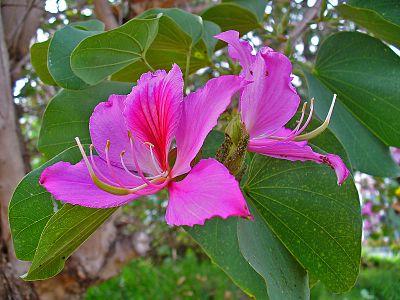 Bauhinia variegata Flower