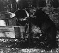 A black bear searching garbage pails in Yellowstone National Park, circa 1905. Bear attacks on humans led to changes in park's garbage management procedures.