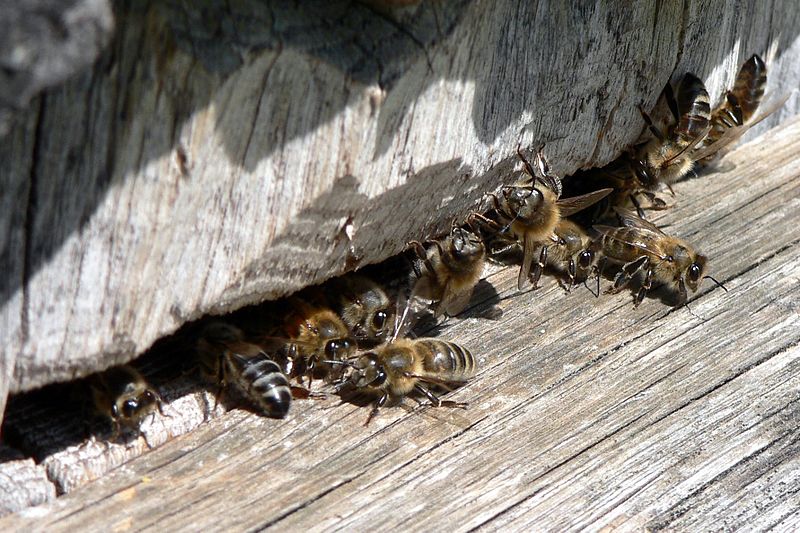 File:Bees hive.jpg