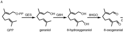 Beschreibung des ersten Teils der Biosynthese