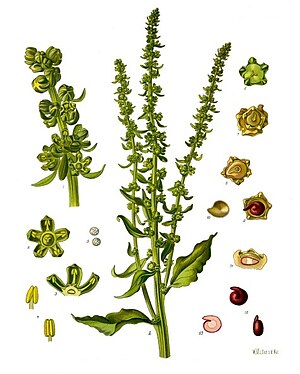 Beta vulgaris - Köhler–s Medizinal-Pflanzen-167.jpg