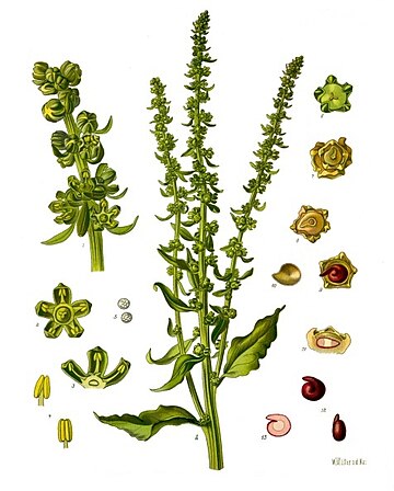 Beta vulgaris