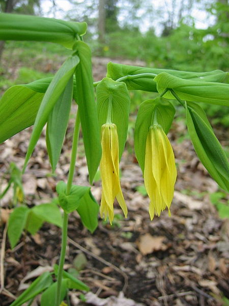 File:Big Merry Bells-Bellwort.jpg