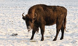 Bison Eropah