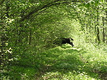 Bison live in Bialowieza forest 2.jpg