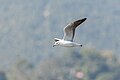 * Nomination Brown-headed Gull, Winter visitor bird to Kathmandu Valley, found in Taudha Lake. By User:Mildeep --Nirmal Dulal 08:53, 25 March 2024 (UTC) * Promotion  Support Good quality. --XRay 09:09, 25 March 2024 (UTC)
