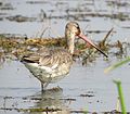 Black-tailed godwit